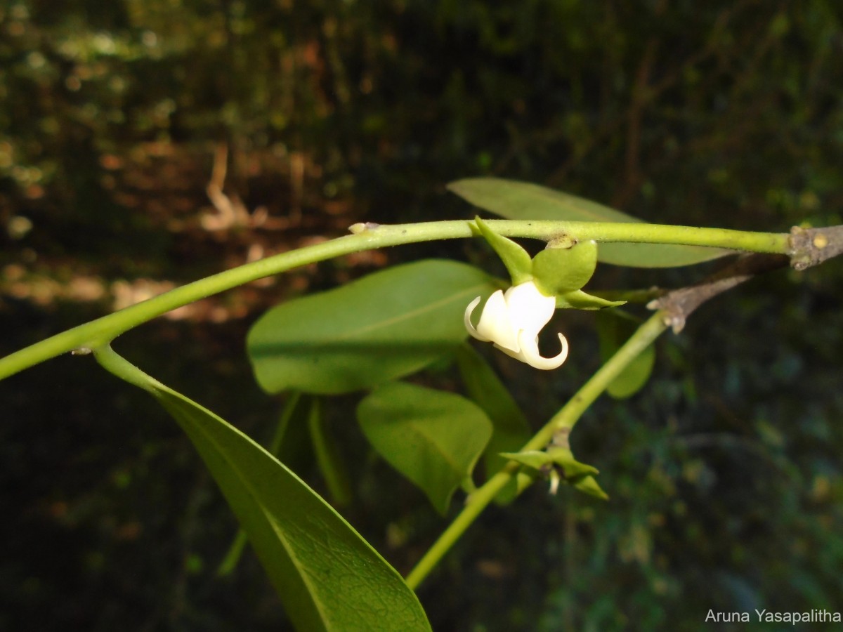 Diospyros ebenum J.Koenig ex Retz.